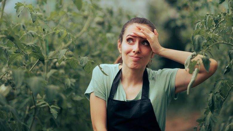 Woman confused in her tomato garden