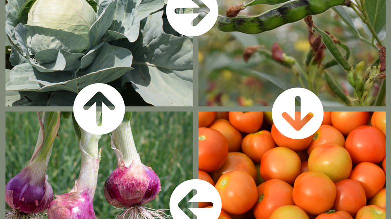Infographic demonstrating crop rotation