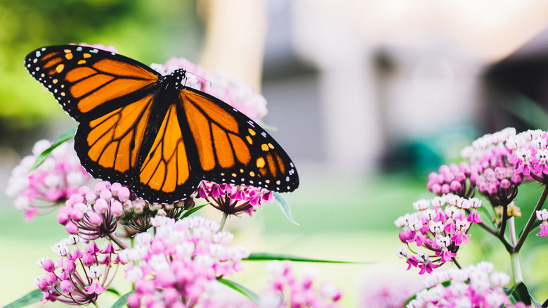 Monarch butterfly pollinating milkweed in yard