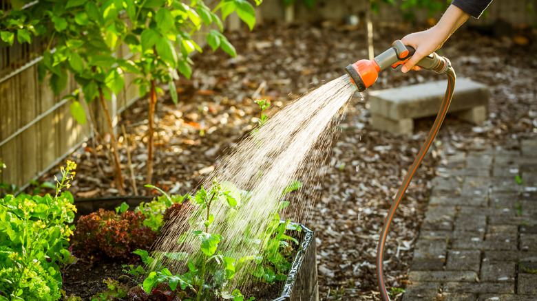 Woman watering her garden with hose