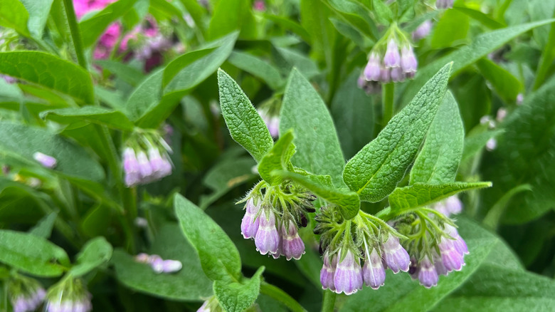 Purple comfrey in a garden