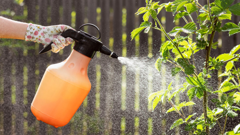 Woman applying pesticide to plants