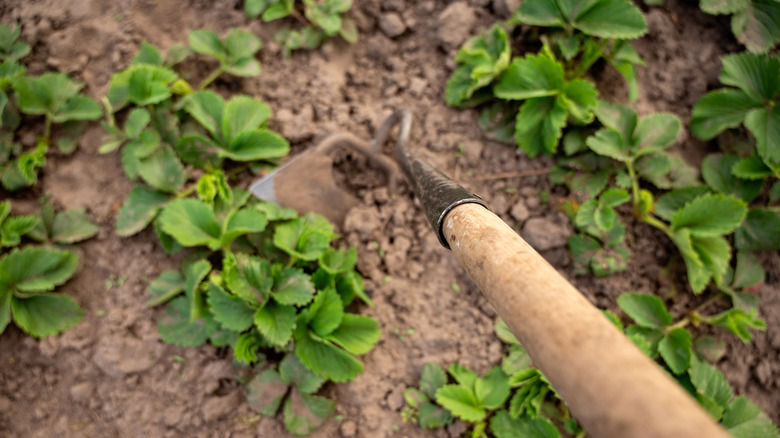 Trowel being used to till a garden