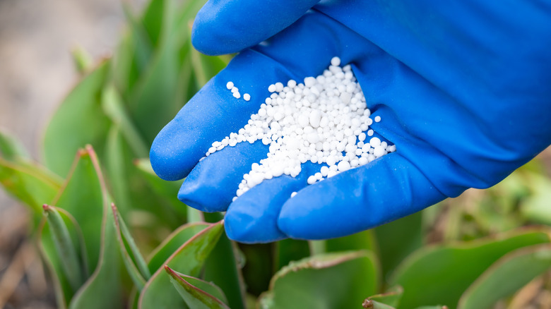 Gloved hand applying fertilizer to plants