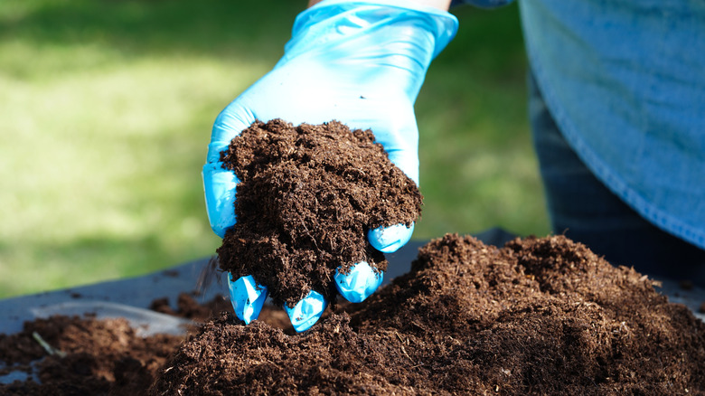 Woman holding a handful of peat moss