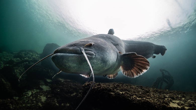 Catfish underwater 