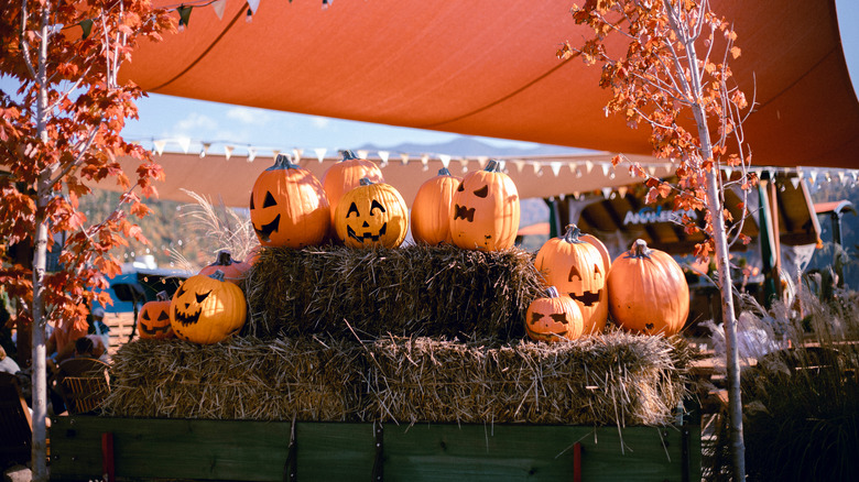 Jack-o-lanterns on display during festival