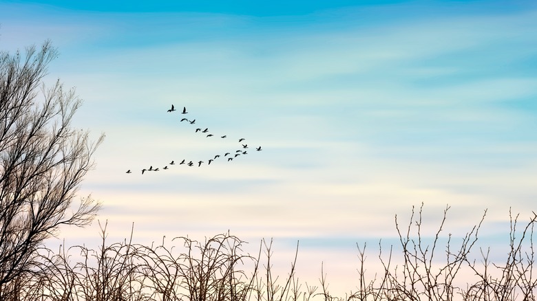 Birds migrating in autumn