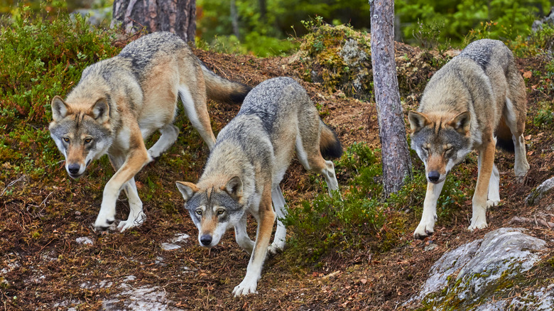 Three grey wolves descending a hill