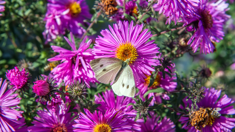 White butterfly on pink aster flower