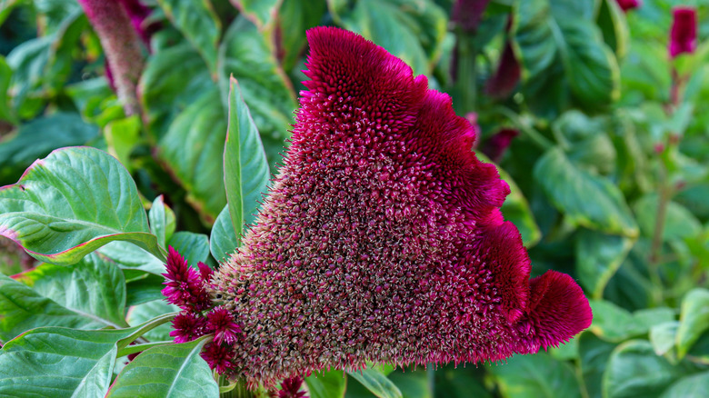 A close-up of a vibrant pink cockscomb flower