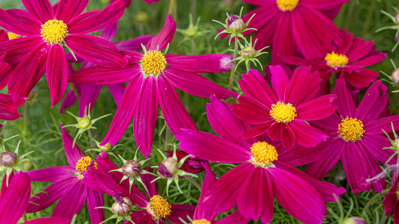 Close-up of magenta pink cosmos flowers
