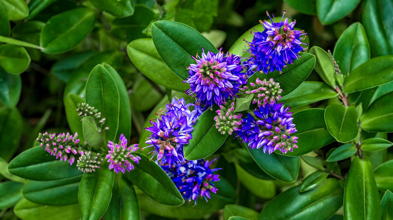 Deep blue and purple flowers of a hebe plant