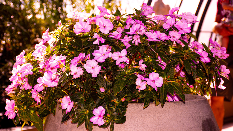 Potted impatiens in bloom with bright pink flowers
