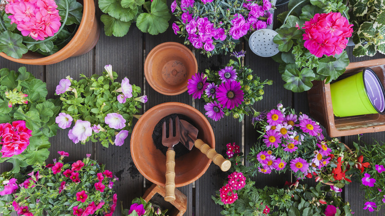 Various pink and purple flowers, pot, and garden tools
