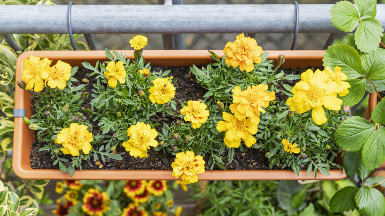 Yellow marigolds in full bloom in a rail-mounted planter