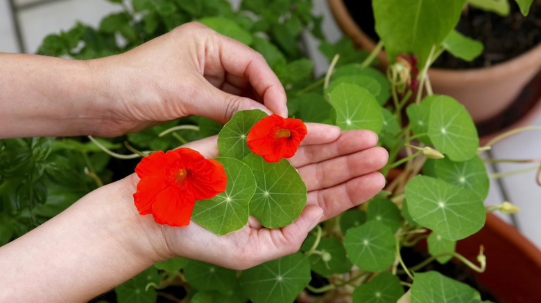 A hand cupping two red nasturtium flowers
