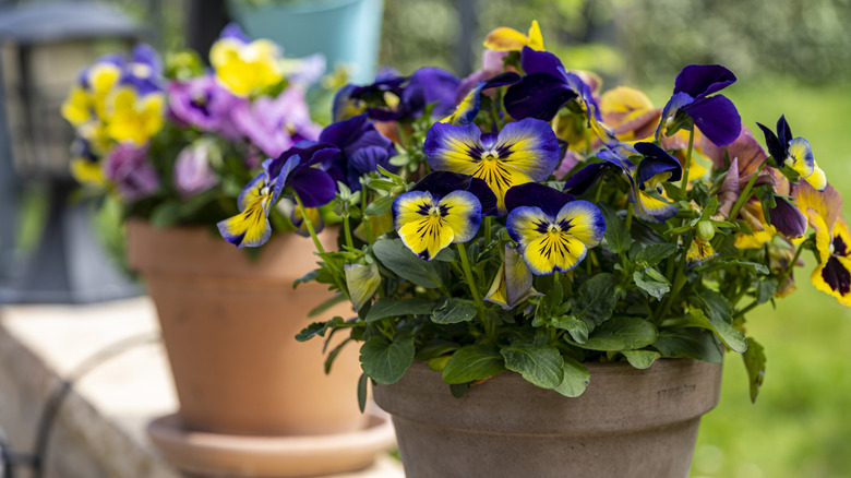Pots of multi-colored pansies