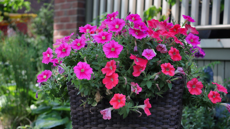 A vibrant display of petunias planted in a rattan pot