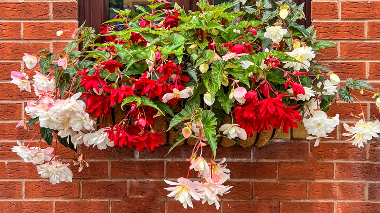 A trailing begonia in bloom in a hanging basket