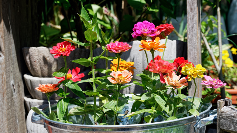 Multi-colored zinnia flowers in a pot
