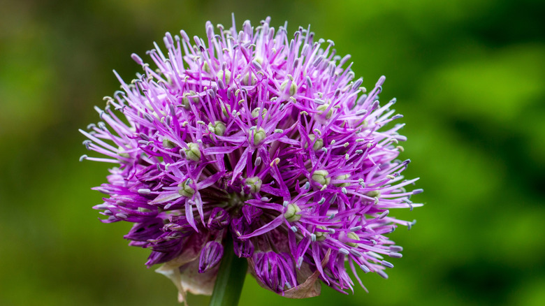 The beautiful and complex globe-shaped flower head of an ornamental onion
