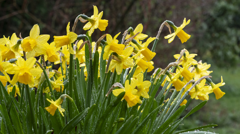 Bright yellow daffodils blooming on a dewy morning