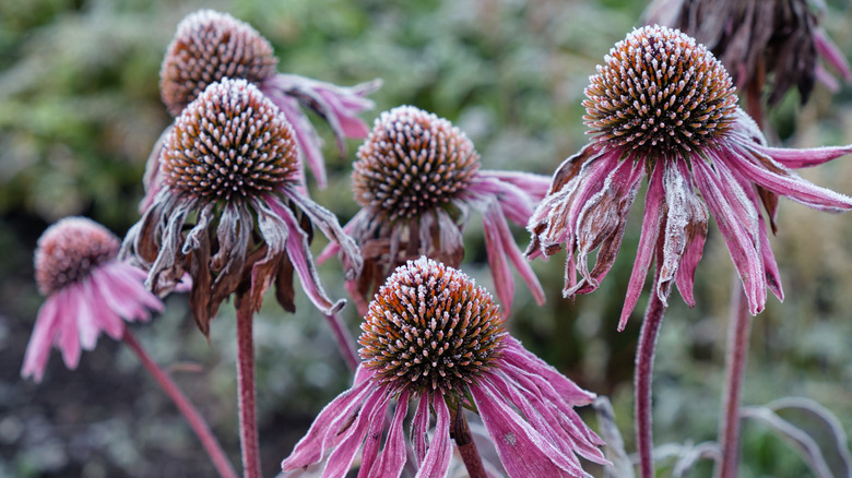 Echinacea flowers dusted with frost