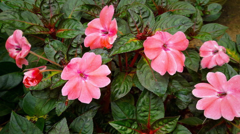 Pink impatiens flowers in bloom
