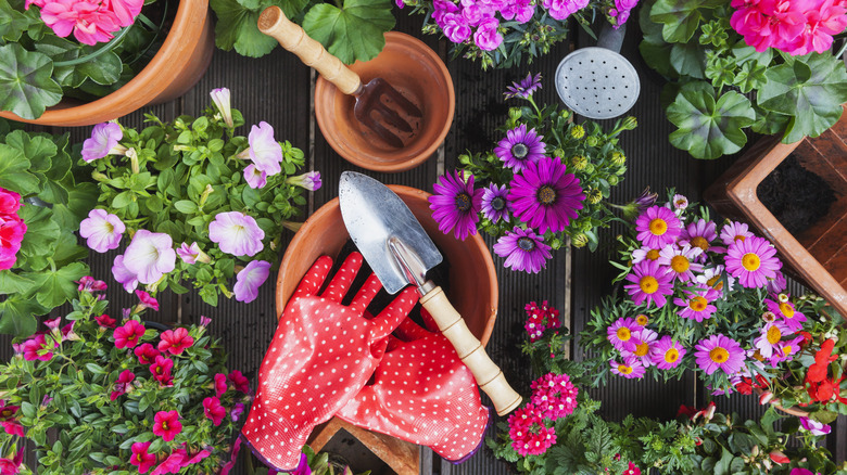 Garden tools surrounded by a colorful array of flowers