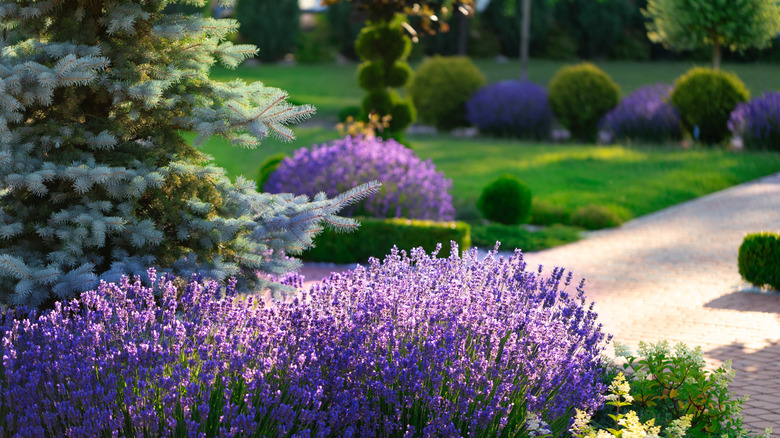 Lavender thriving in a beautifully landscaped garden