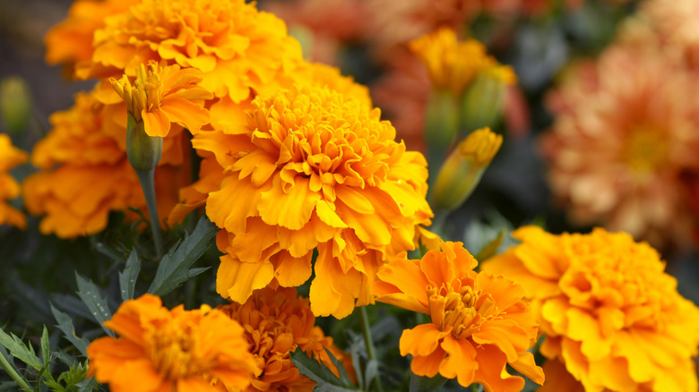 Orange marigold flowers