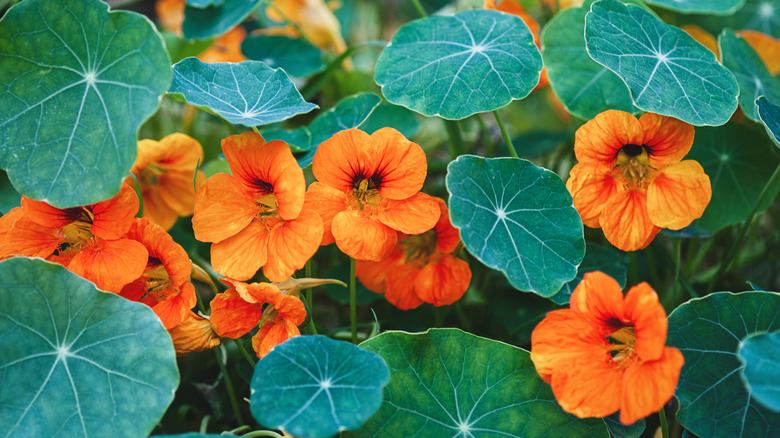 Orange nasturtium flowers in full bloom