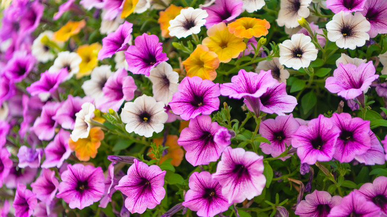 Multicolored petunia flowers in full bloom