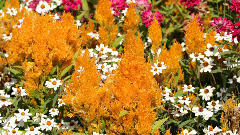 Yellow flowering plumes of a celosia plant