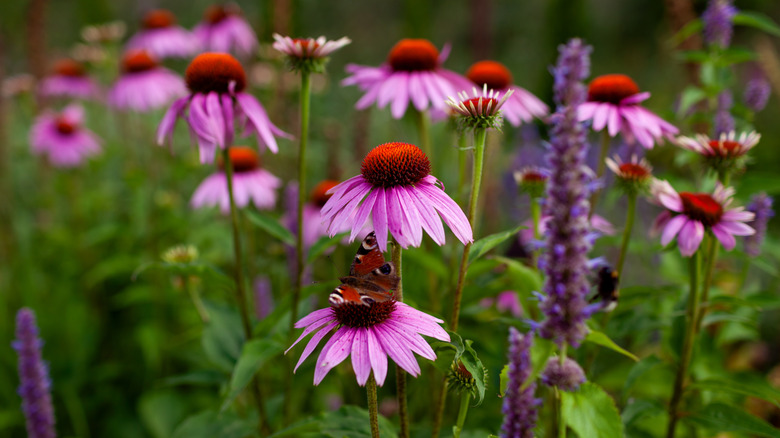 Fully-open purple cone flowers in a garden