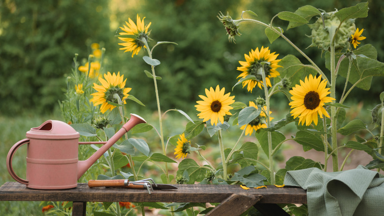 A watering can on a garden table next to blooming sunflowers