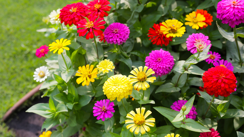 Colorful zinnias in full bloom