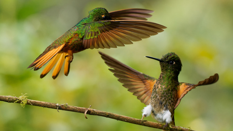 Two hummingbirds engaged in a duel