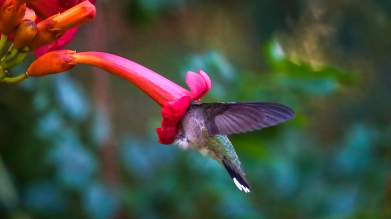 A hummingbird immersed head-first in a trumpet-shaped flower
