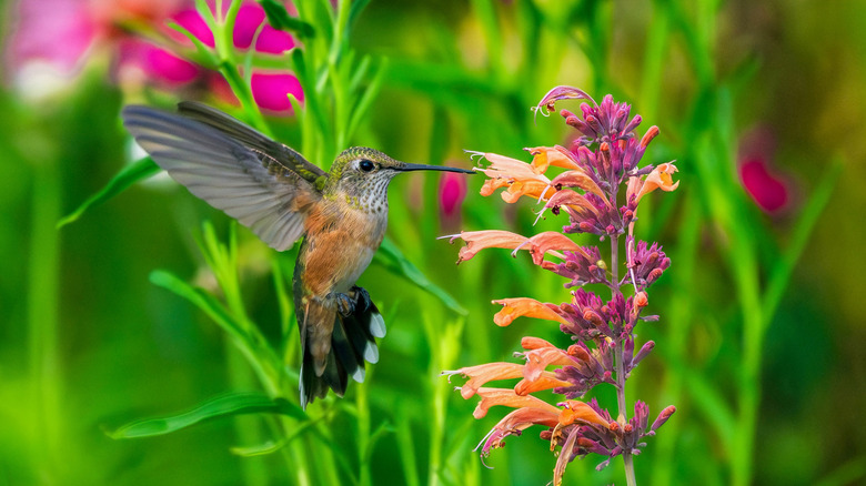 A hummingbird hovering, feeding from flowers