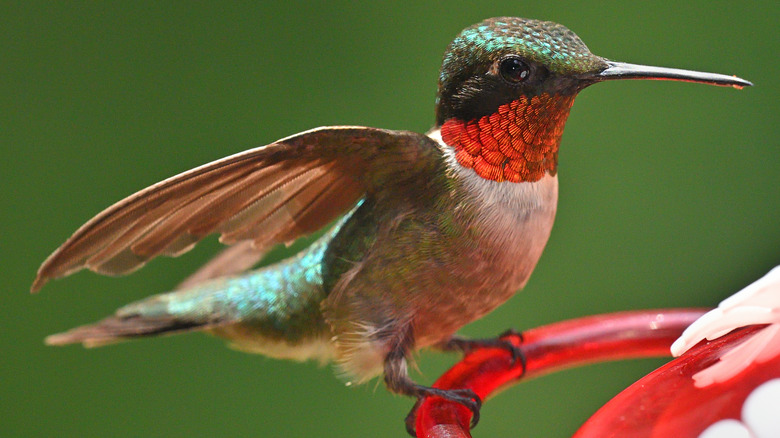 A hummingbird perched on a red feeder