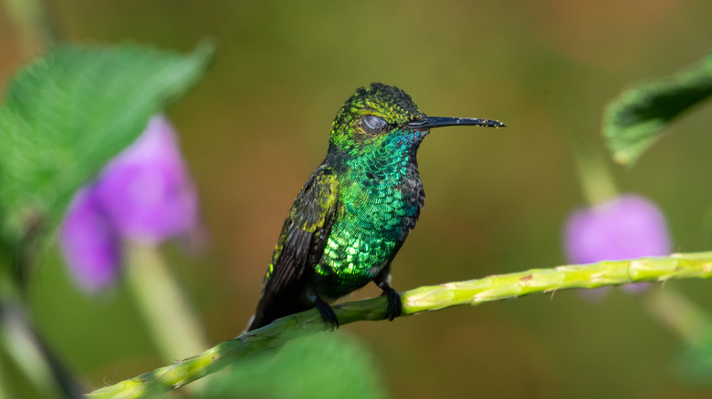 An iridescent hummingbird with its eyes closed