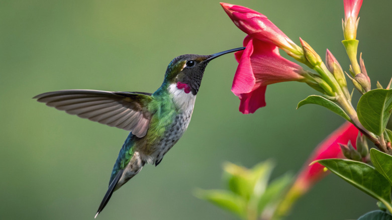 A vibrant hummingbird feeding from a flower