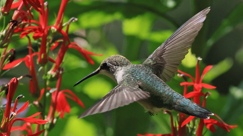 A hummingbird approaching red flowers