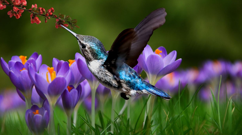 A bee hummingbird feeding on red flowers