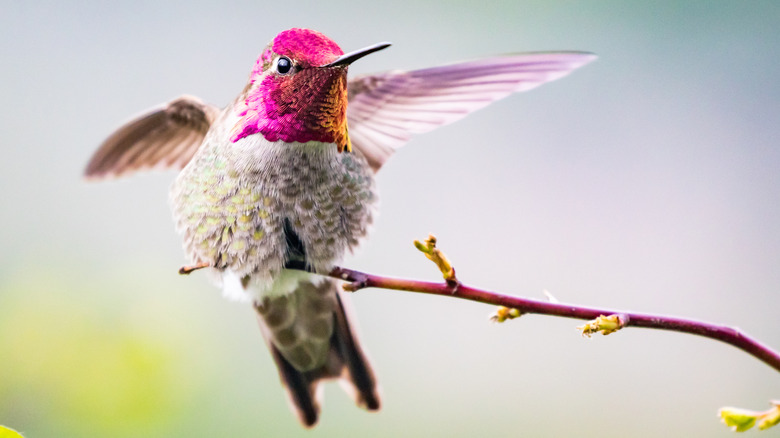A male Anna's hummingbird with pink gorget and crown, spreading its wings on a perch