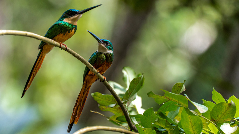 Two hummingbirds perched on a branch