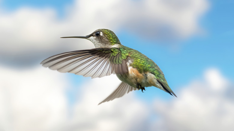 A hummingbird in flight