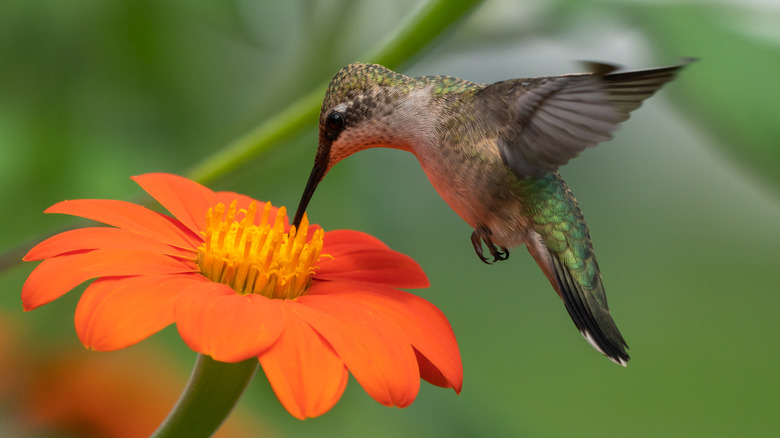 A hummingbird feeding from an orange flower
